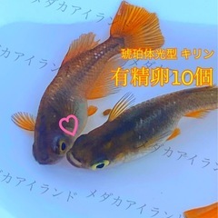 【配送】琥珀 体光型 キリン 卵 10＋α保証分 琥珀体光 キリ...