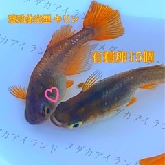 【配送】琥珀 体光型 キリン 卵 15＋α保証分 琥珀体光 キリ...