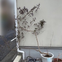 庭木　観葉植物　ミツバハマゴウ　西洋ニンジンボク　プルプレア　西...