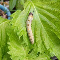 スズメガの仲間の幼虫  芋虫