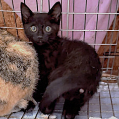 3匹兄妹の黒猫『Qoo（くー）』