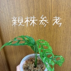 モンステラ　オブリクア　ペルー　子株