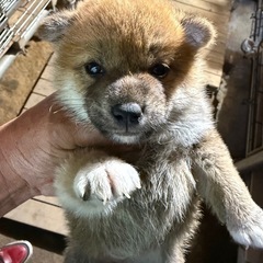 柴犬子犬を家族にお迎えしませんか