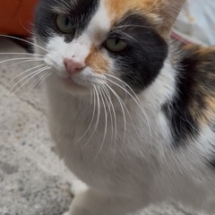 三毛猫女の子 - 草津市