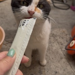 三毛猫女の子