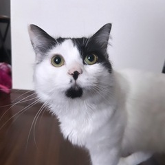 おす猫