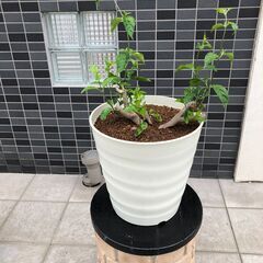 コンロンカ　ハンカチの木　大型鉢　受け皿なし(屋外展示品)