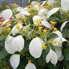 コンロンカ　ハンカチの木　大型鉢　受け皿なし(屋外展示品)の画像