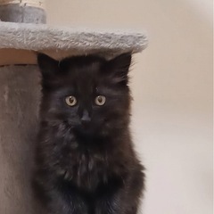 モフモフ黒猫　ヒカルくん❤️