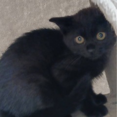 黒猫　姫ちゃん💕