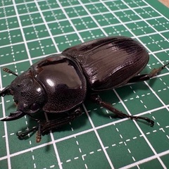 【新生虫】オオクワガタ♀（42.5mm）-05の画像
