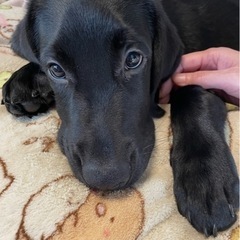 見た目ほぼラブちゃん子犬（返信にお時間いただいております）