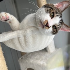 2匹の里親様を探しています