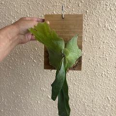 ビカクシダ　ウィリンキー①の画像