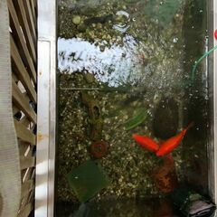 金魚