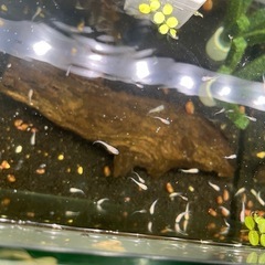 極美！【蜜柑】みかん　ラメメダカ　針子抜け　8匹の画像