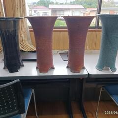寒蘭　鉢　９個の画像