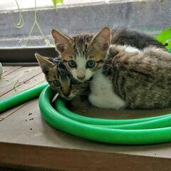 母猫1匹子猫3匹