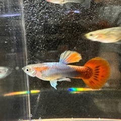 🐠国産グッピー ブラジルレッド 1ペア350円 5ペア以上で1ペ...