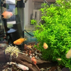 熱帯魚
の画像