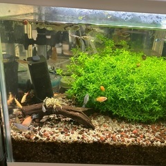 熱帯魚
