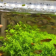熱帯魚
の画像