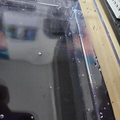 ミックスめだか針子(たくさんいます)