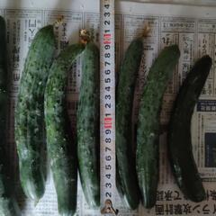 　5本　毎日キュウリがなります。の画像