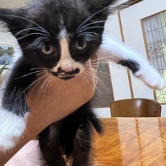 愛嬌ある子猫