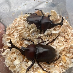 国産カブトムシ成虫♂の画像