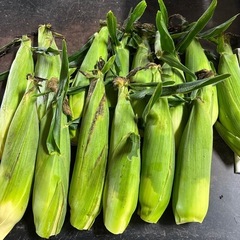 おまけ付き‼️熊本県産とうもろこしの画像