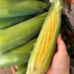おまけ付き‼️熊本県産とうもろこしの画像