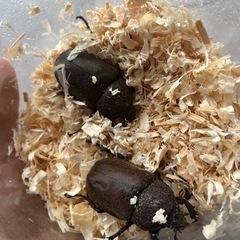 国産カブトムシ成虫♀の画像