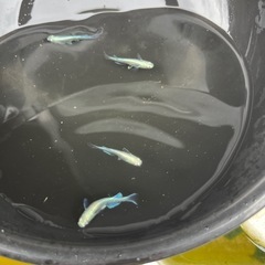 スーパーみゆきメダカ　フルボディ