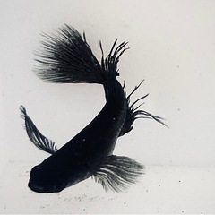 吽形　稚魚〜若魚　メダカの画像