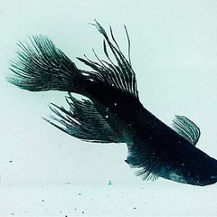 吽形　稚魚〜若魚　メダカ