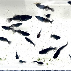 吽形　稚魚〜若魚　メダカの画像