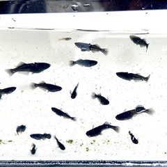 吽形　稚魚〜若魚　メダカの画像