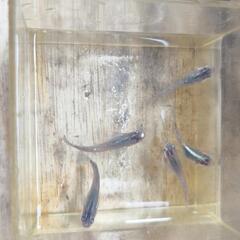 メダカ　稚魚（10匹）