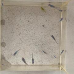 　メダカパープル系　幼魚（15匹）の画像