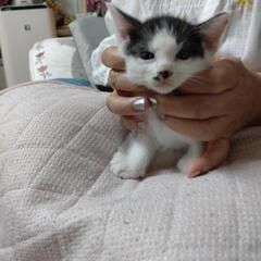 【代理投稿です】子猫５匹　人馴れしてます
