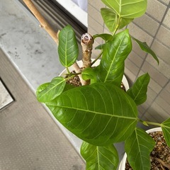観葉植物　アルテシーマ
