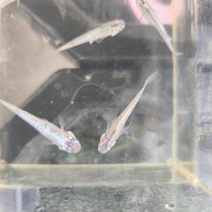　　メダカミックス　稚魚〜幼魚（10匹）の画像