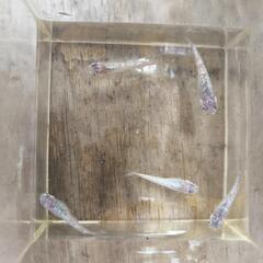 　　メダカミックス　稚魚〜幼魚（10匹）の画像