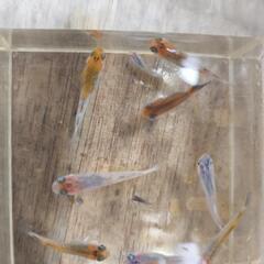 メダカ　稚魚（10匹）