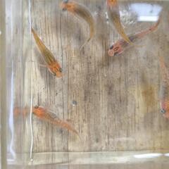 　　メダカミックス　稚魚〜幼魚（10匹）の画像