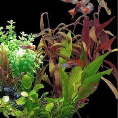 熱帯魚エンドラーズライブベアラ🐟&水草🌱オス2匹、メス2匹の画像