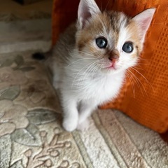 里親さまを探しています