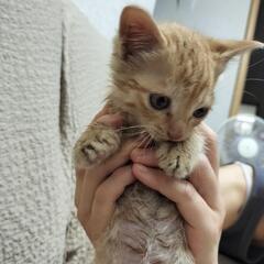 令和7.6.23に保護した子猫です