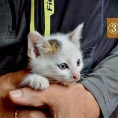子猫　③